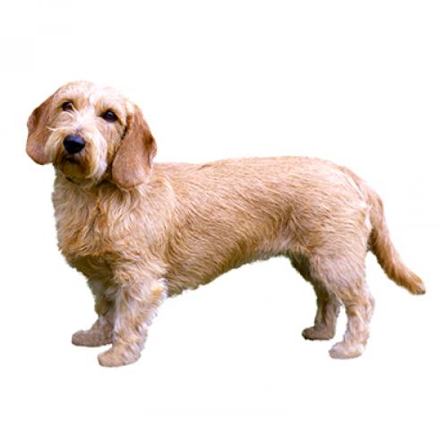 Basset griffon shop de bretagne