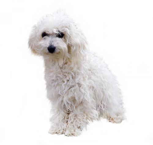Bolognese sales dog size