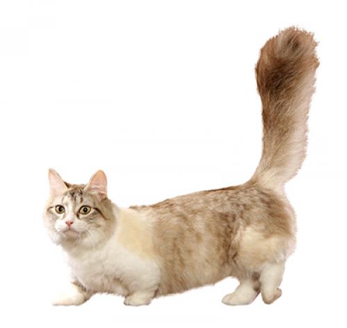 Munchkin Cat Breed Information | Purina Arabia