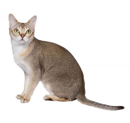 Singapura breeders shop