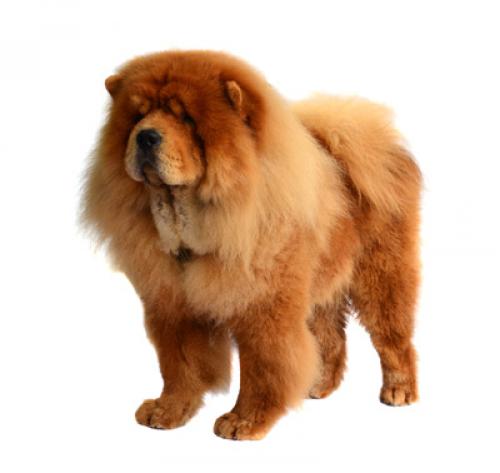 Long sales hair chow