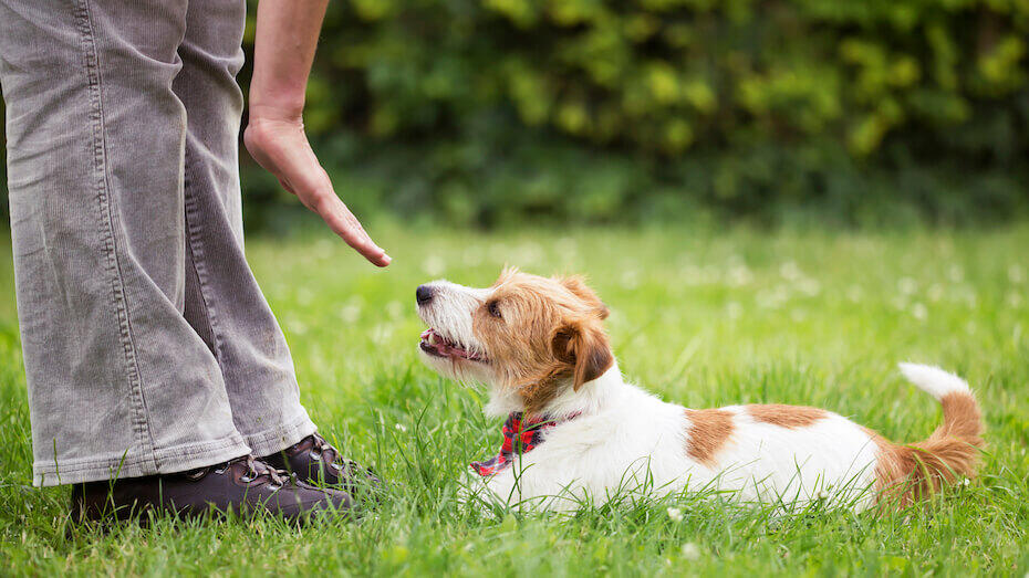 Person training a dog to lay down