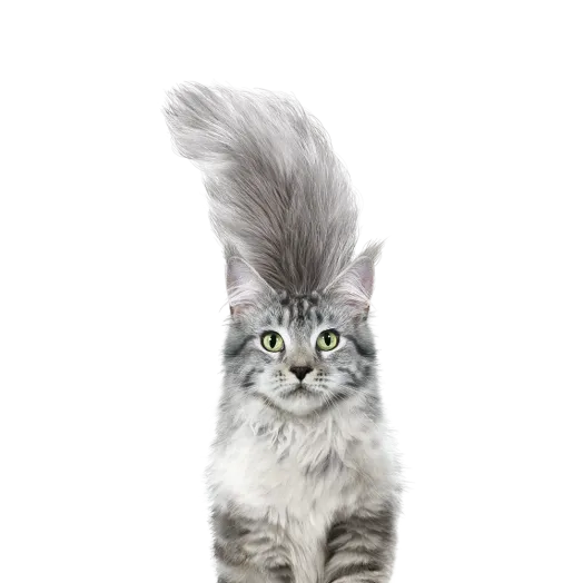 Purina ONE Teaser image cat