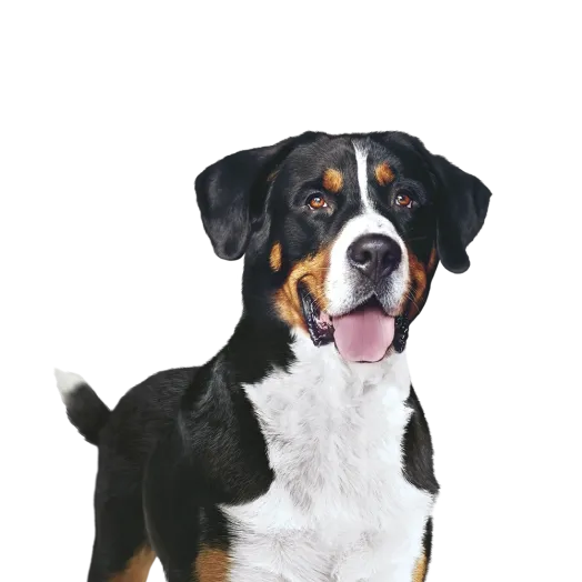 Purina ONE Dog teaser image