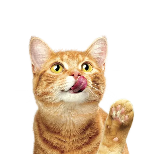 CENMKTG_PU_PU Masterbrand_New Website_Brand Cards_Friskies_1000 × 1000_1.webp