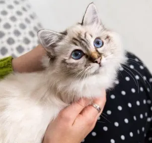 10 Cat Breeds with Blue Eyes