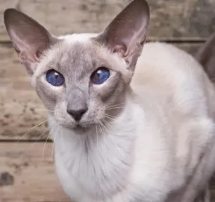 10 Cat Breeds with Big Ears