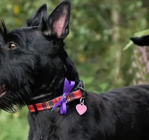 28 Scottish Dog Names