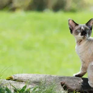 6 Small Cat Breeds