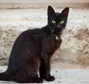 7 Awesome Black Cat Breeds You'll Want to Take Home