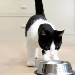 7 Black and White Cat Breeds