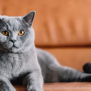 7 Grey Cat Breeds