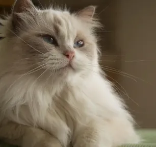 8 Fluffy Cat Breeds