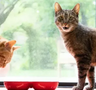 8 Large Domestic Cat Breeds