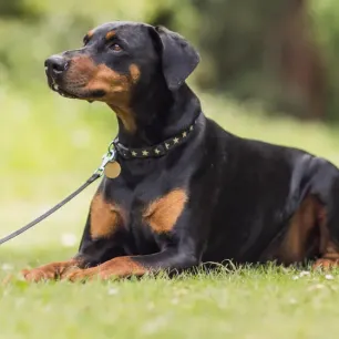 9 Black and Tan Dog Breeds
