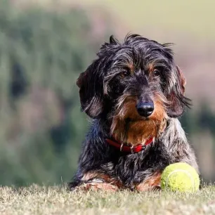 9 Wire-Haired Dog Breeds