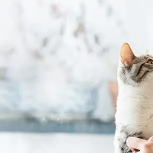 Adopting a Cat or Kitten