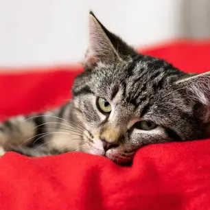 Buying a Kitten from a Breeder