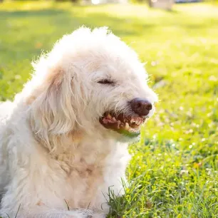 What Types of Dog Growl Mean