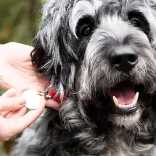 Benefits of Having a Dog