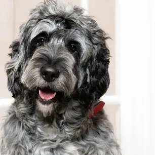 Best Black Dog Names: The Ultimate List