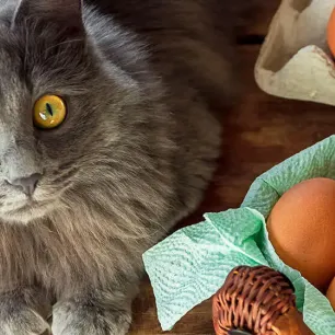 Can Cats Eat Eggs?