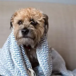 Can Dogs Get Colds or Flu?