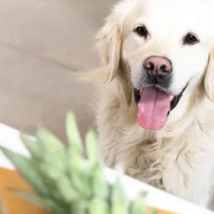 Can Dogs Eat Pineapple?