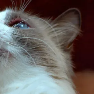 Cat Acne and How to Treat It