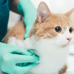 Why is My Cat Coughing?