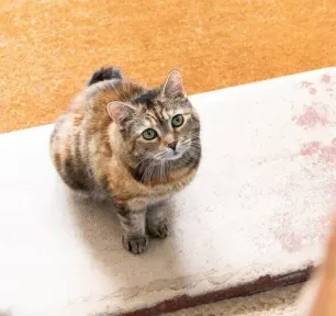 Cat Labour and Giving Birth