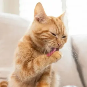 Cat Ticks: Causes, Signs and Treatment