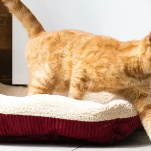 Why Do Cats Wag Their Tails?