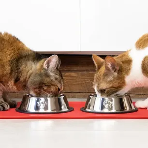 Wet or dry cat food?