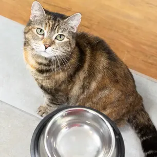 Food Allergies in Cats