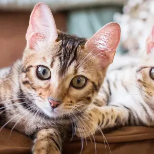 Getting a Cat or Kitten