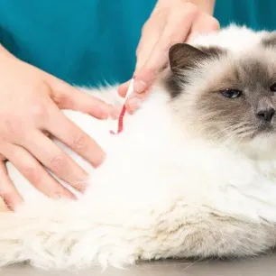 How to Remove a Tick from a Cat