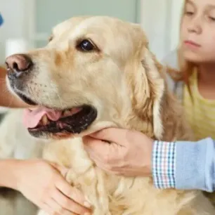 Dog Vomiting – Causes & Treatment