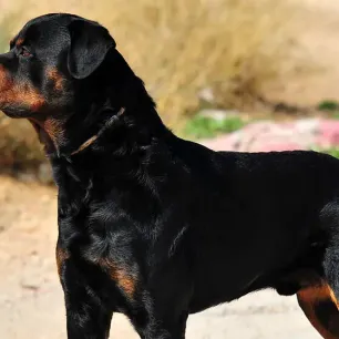 10 Giant Dog Breeds