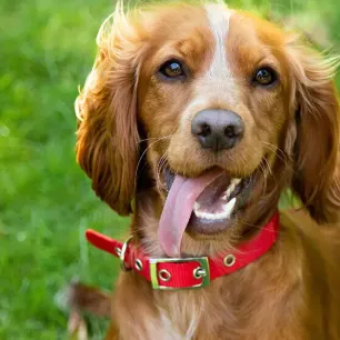 10 Facts About Puppies