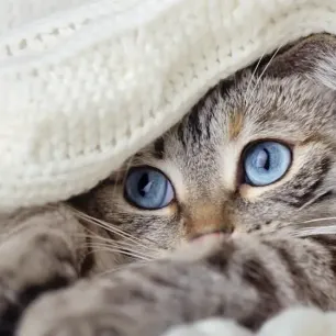 FIP in Cats: What You Need to Know