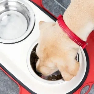 Feeding Your Adult Dog