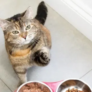 Feeding Your Cat During Pregnancy