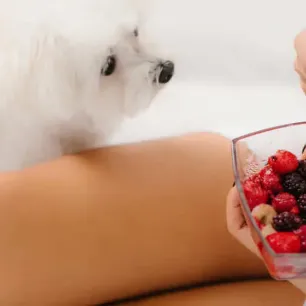 Can Dogs Eat Raspberries?