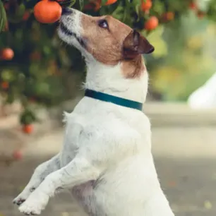 What Fruits Can Dogs Eat?
