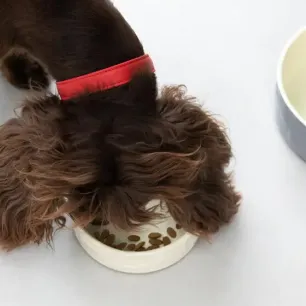 What Do Dogs Eat?