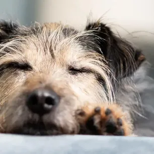 Adopting an Older Dog