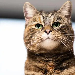 Cat Stroke: Symptoms and Treatment