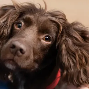 Dog Stroke: Symptoms and Treatment