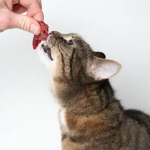 Can Cats Eat Raw Meat? All About Raw Food Diets for Cats